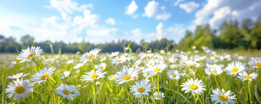 Banner, beautiful spring and summer natural landscape with blooming field of daisies in the grass in the hilly countryside.