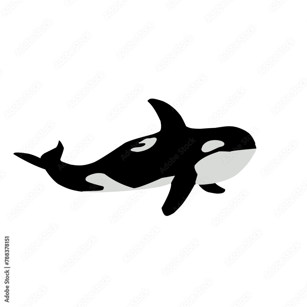 Obraz premium Orca Whale Vector Illustration 