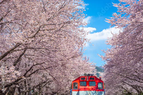 Cherry blossom and train in spring in Korea is the popular cherry blossom viewing spot, jinhae South Korea.