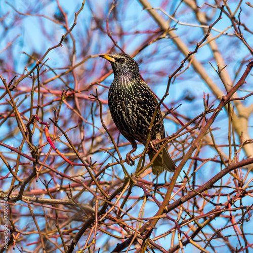 Springtime, starling perching on the branches, blue sky in background	
