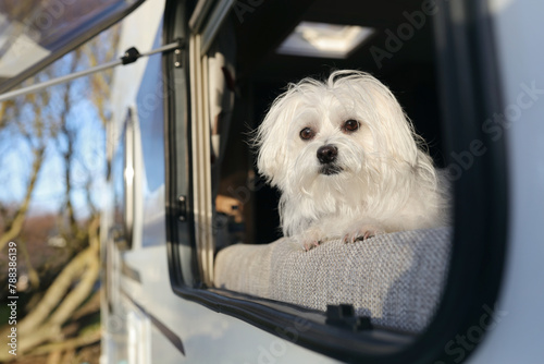 Dog looking out of motorhome or caravan window