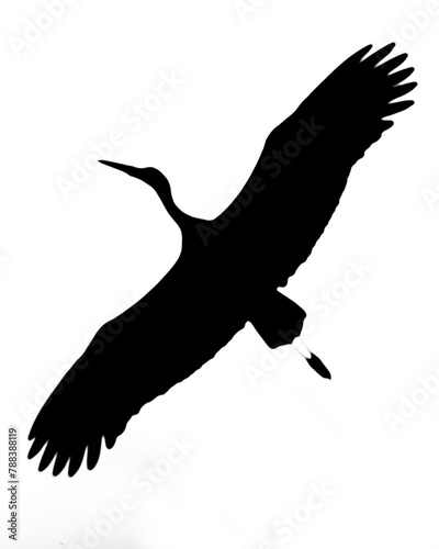 Black silhouette of stork flying with spread wings