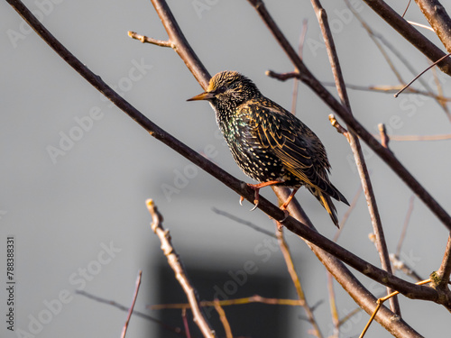 Springtime, starling perching on branches on blurred gray background 