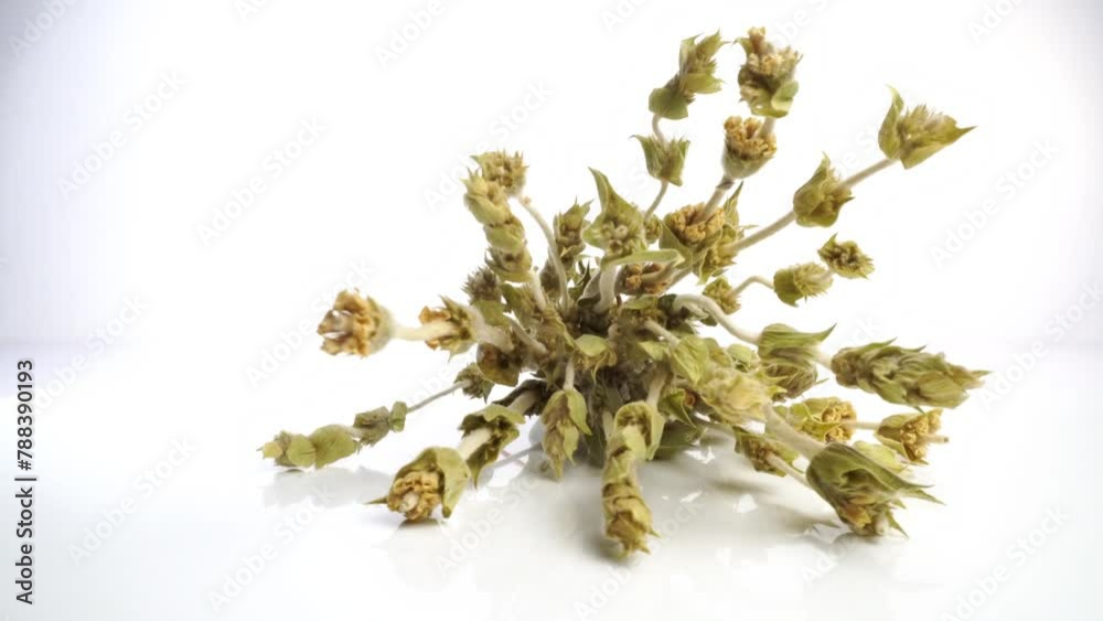Greek mountain tea bunch on white background Greek mountain tea bunch on white background