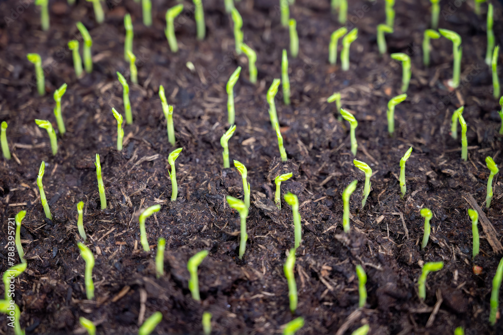 Naklejka premium Young sprouts of new legumes and vegetables varieties in seed bank, seedlings for spring sowing in fields