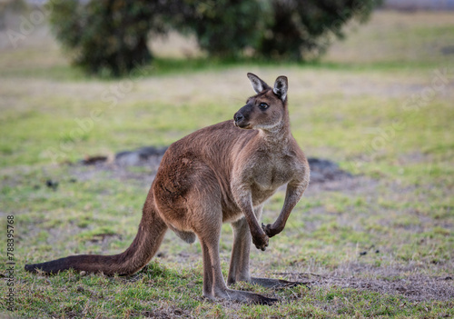 Western grey kangaroo (Macropus Fuliginosus), a subspecies of kangaroos on Kangaroo Island, Australia