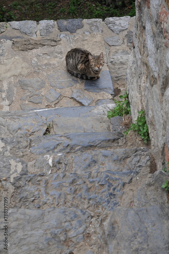 [Retro] Rumeli Hisarı, cat seen in Türkiye photo