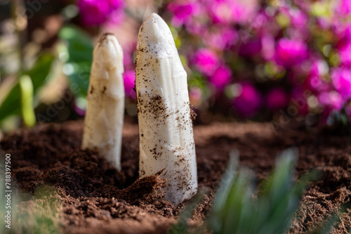 Harvesting of organic white asparagus on Dutch farm, spring growth on delicious vegetables in garden and blossom of azalea, Netherlands