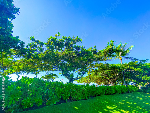 Trees against blue sky at beach
