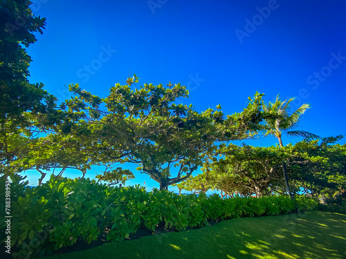 Trees against blue sky at beach