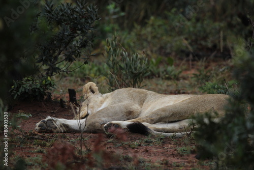 Fototapeta Naklejka Na Ścianę i Meble -  Sleeping lioness