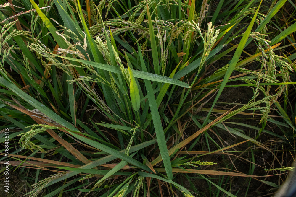 Rice fields in the rice fields are turning yellow Rice fields in the rice fields are turning yellow