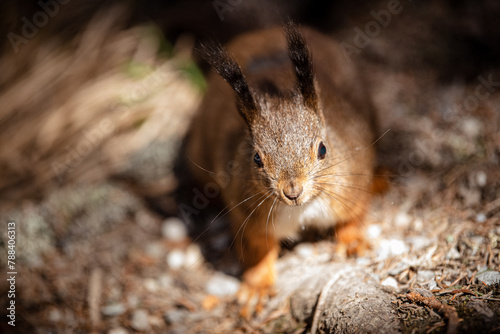 Ein Eichhörnchen im Wald photo