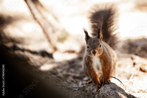 Ein Eichhörnchen im Wald photo