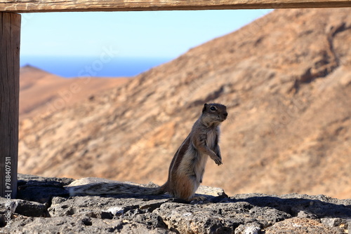 Barbary ground squirrel (Atlantoxerus getulus) sitting on a rock, Fuerteventura, Canary Islands, Spain photo