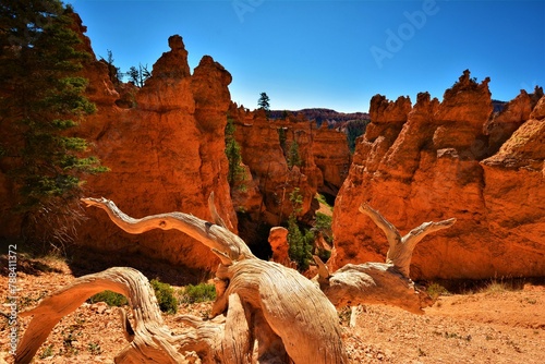 Hoodoos, geological structures formed by frost weathering and stream erosion of sedimentary rock, in Bryce Canyon (Utah, United States) photo