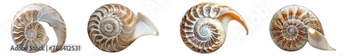 Collection of nautilus isolated on white or transparent background

