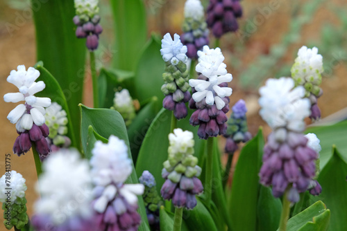 Fotografie Purple and white Muscari latifolium, grape hyacinth, ‘Grape Ice’ in flower