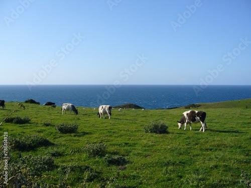 Mucche al pascolo in Cornovaglia photo