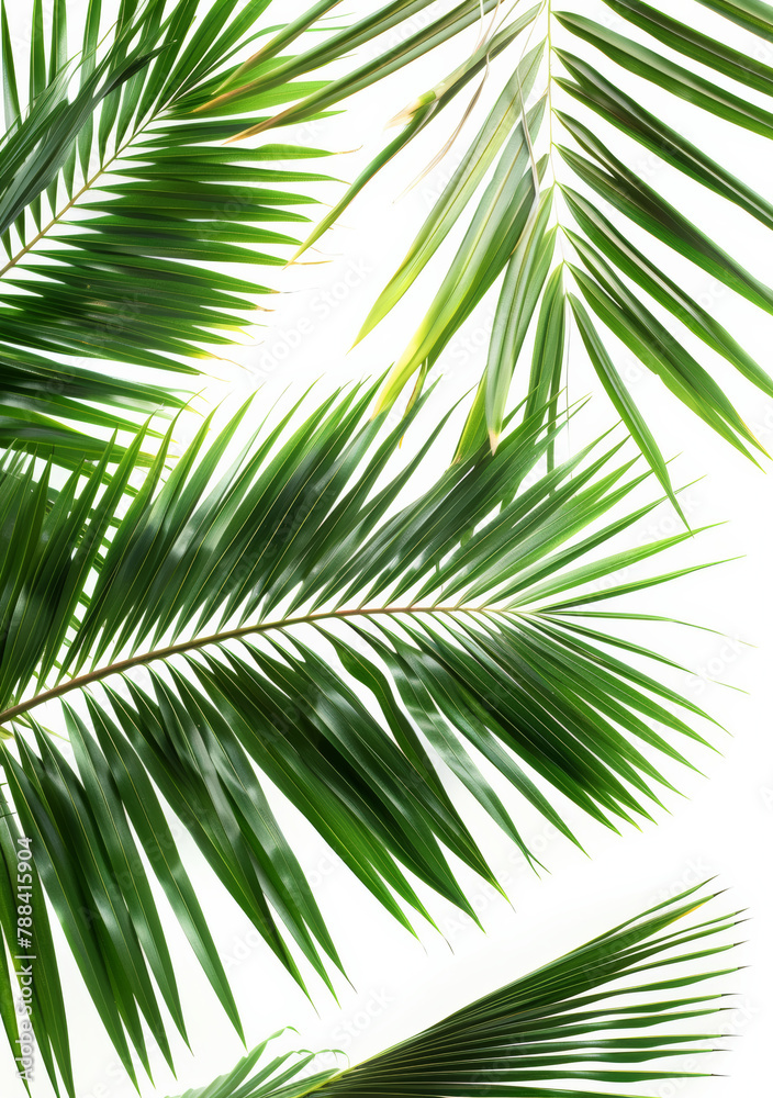 White background, ecology and leaves of plant for nature or sustainability, beauty and greenery for summer or relaxing atmosphere. Tropical, palm leafs and foliage for ecosystem or environment. White background, ecology and leaves of plant for nature or sustainability, beauty and greenery for summer or relaxing atmosphere. Tropical, palm leafs and foliage for ecosystem or environment.