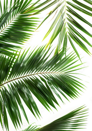 White background  ecology and leaves of plant for nature or sustainability  beauty and greenery for summer or relaxing atmosphere. Tropical  palm leafs and foliage for ecosystem or environment.