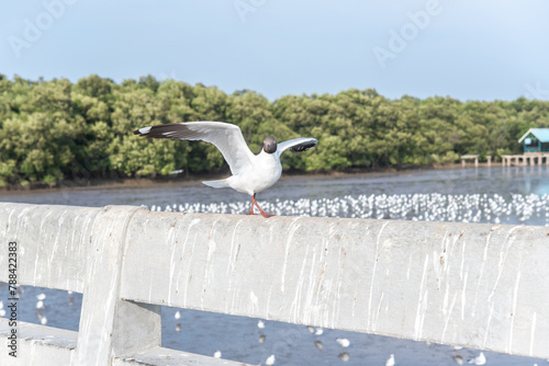 Brown-headed gull bird on  bridge.