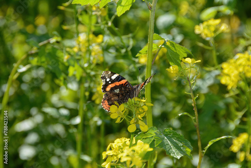 A butterfly sits on yellow flowers photo