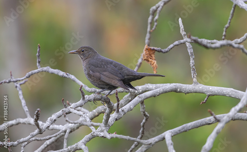 young common blackbird, (Turdus merula cabrerae), perched on a branch, with  vegetation background, in Tenerife, Canary islands photo