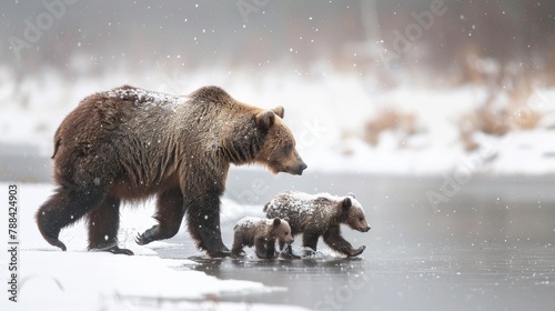 A mother bear leading her cubs across a frozen stream, the soft snowfall adding a magical quality to their winter journey, showcasing the protective instinct and tender care within the animal kingdom. photo