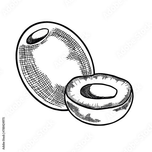 Hand drawn vector illustration of olive. Outline pitted olive