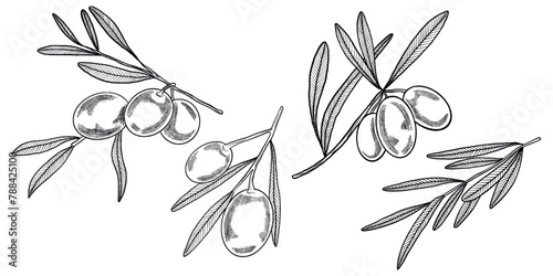 Set of olive branches. Four hand-drawn olive branches. Olive branches with hatching and black outline. Vector illustration of olive on transparent background