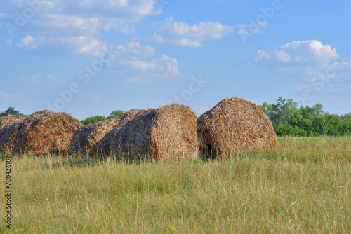 round bales of straw in the field in Russia