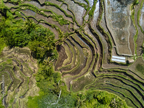 Ricefields from above photo