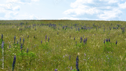 Meadow with many purple lupine flowers