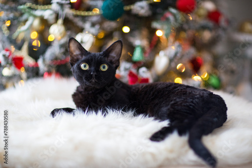 Black Devon Rex cat lies near the Christmas tree