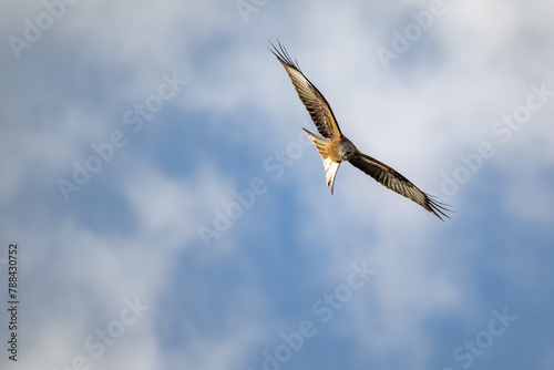 Red kite (bird of prey) during sunrise in front of a cloudy background photo