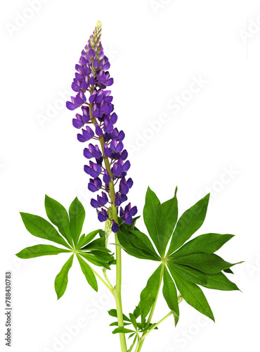 Lupinus polyphyllus purple flowers and leaves isolated on white or transparent background