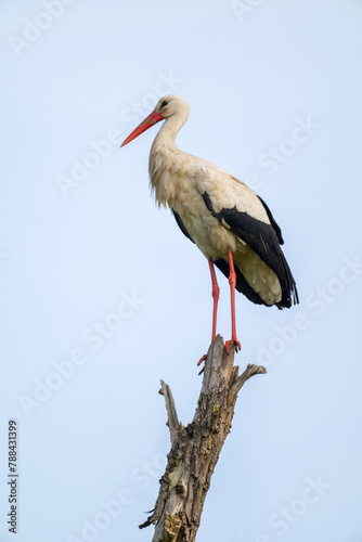 A stork sitting on a tree.
