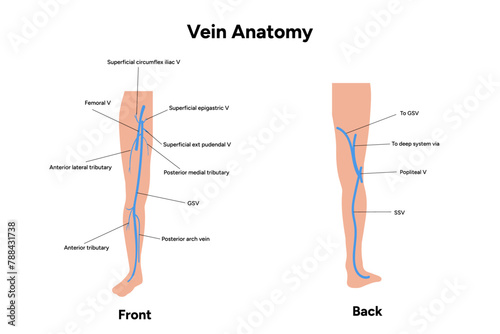 Vein anatomy front