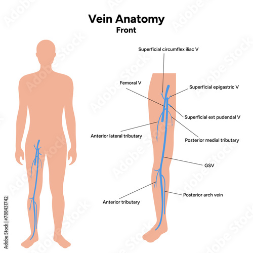 Vein anatomy front