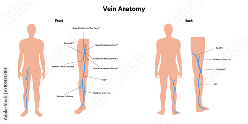 Vein anatomy front and back