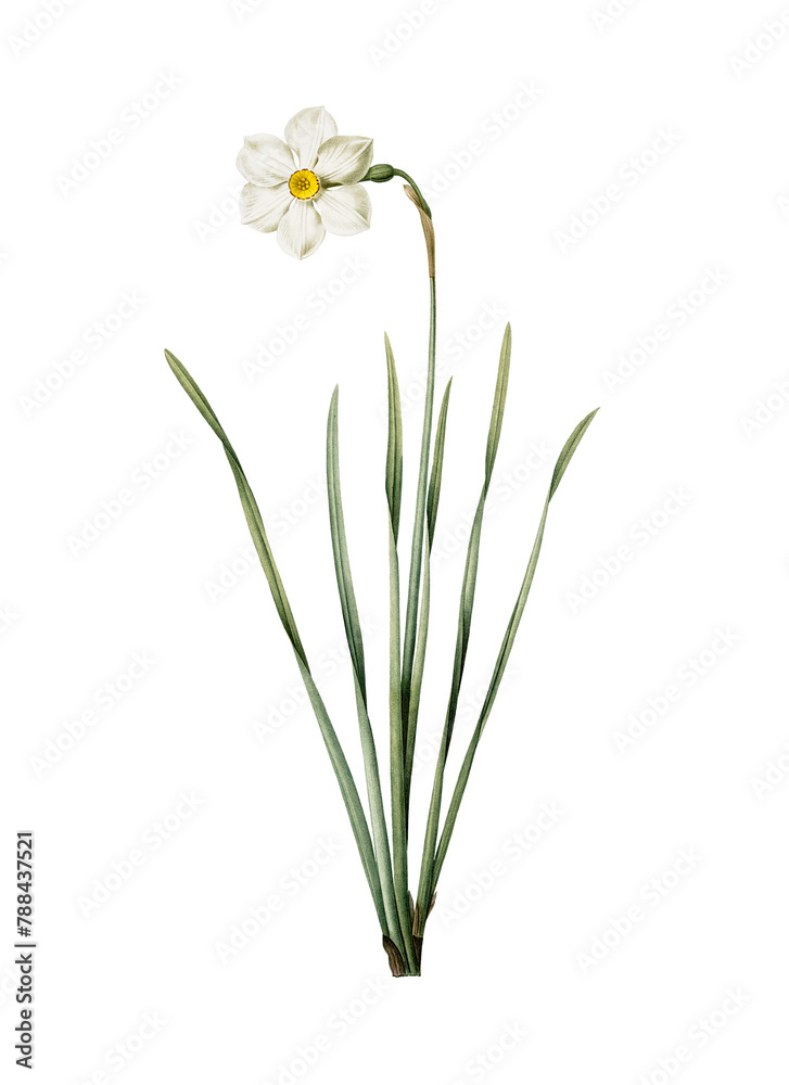 Narcissus poeticus png sticker, vintage botanical illustration, transparent background