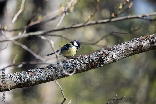 Great tit sits on branch, Parus major