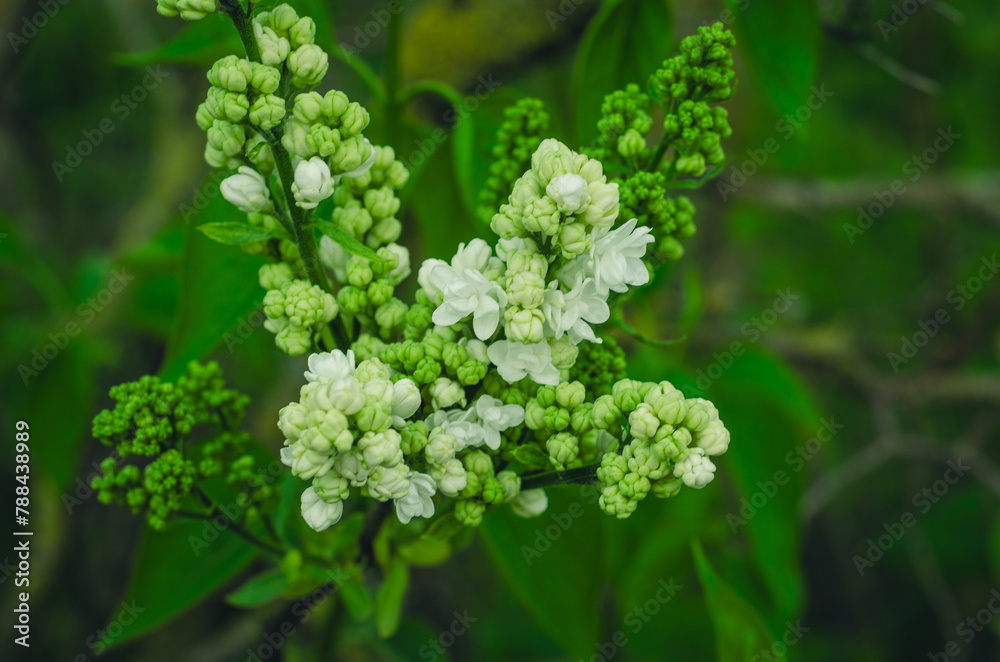 Lilac, Syringa Vulgaris