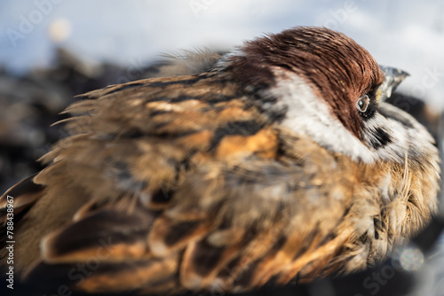 A ruffled true sparrow slumbers in the rays of winter sun, close-up