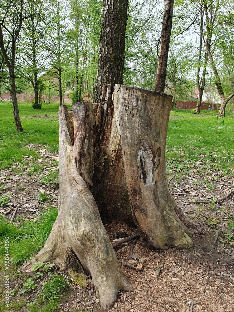 A large rotten stump in a deciduous forest, a stump with a hollow inside next to a tree, spring A large rotten stump in a deciduous forest, a stump with a hollow inside next to a tree, spring