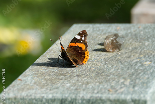 Φωτογραφία Red admiral butterfly (Vanessa Atalanta) sitting on stone in Zurich, Switzerland