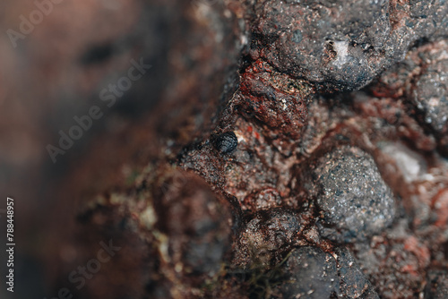 Tiny sea shell in water on red and black rocks