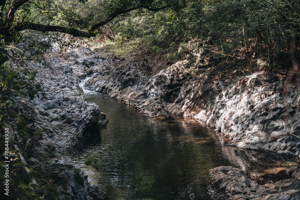 river in the forest river in the forest