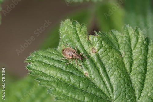 A leaf weevil beetle (Phyllobius) photo